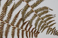 對生蹄蓋蕨藏品圖，第3張