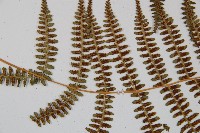 對生蹄蓋蕨藏品圖，第4張