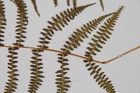 對生蹄蓋蕨藏品圖，第5張