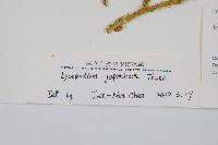 石松藏品圖，第2張