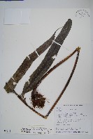 顯脈瘤蕨藏品圖，第1張