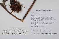 顯脈瘤蕨藏品圖，第2張