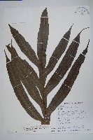 顯脈瘤蕨藏品圖，第3張