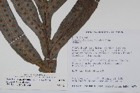 顯脈瘤蕨藏品圖，第4張