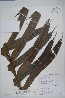 顯脈瘤蕨藏品圖，第5張