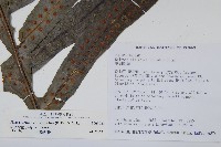 顯脈瘤蕨藏品圖，第6張