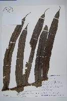 顯脈瘤蕨藏品圖，第7張