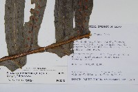 顯脈瘤蕨藏品圖，第8張