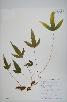 台灣茀蕨藏品圖，第1張