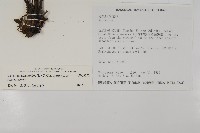 革葉鐵角蕨藏品圖，第2張