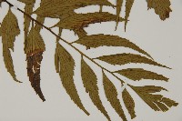 革葉鐵角蕨藏品圖，第3張