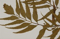 革葉鐵角蕨藏品圖，第4張