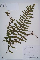 虎克氏鱗蓋蕨藏品圖，第1張