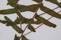 虎克氏鱗蓋蕨藏品圖，第3張