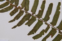 虎克氏鱗蓋蕨藏品圖，第5張