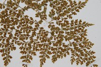 彎柄假複葉耳蕨藏品圖，第3張