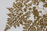 彎柄假複葉耳蕨藏品圖，第4張