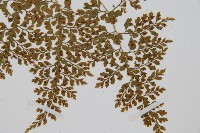 彎柄假複葉耳蕨藏品圖，第5張