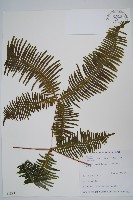 芒萁藏品圖，第1張