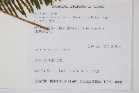 芒萁藏品圖，第2張