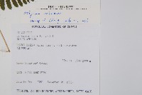 阿里山蹄蓋蕨藏品圖，第2張