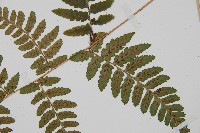 阿里山蹄蓋蕨藏品圖，第3張