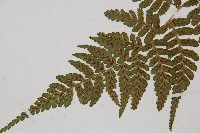 阿里山蹄蓋蕨藏品圖，第4張