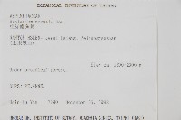 生芽鐵角蕨藏品圖，第2張