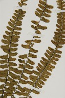 生芽鐵角蕨藏品圖，第3張