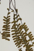 生芽鐵角蕨藏品圖，第4張