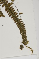 生芽鐵角蕨藏品圖，第5張