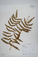 蓬萊鳳尾蕨藏品圖，第1張