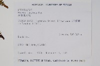 蓬萊鳳尾蕨藏品圖，第2張