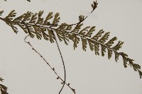 鞭葉鐵線蕨藏品圖，第3張