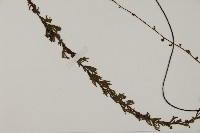 鞭葉鐵線蕨藏品圖，第4張