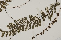 鞭葉鐵線蕨藏品圖，第5張