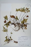 黑心蕨藏品圖，第1張