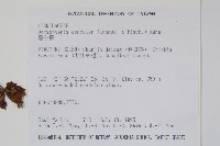 黑心蕨藏品圖，第2張