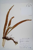 麟瓦葦、川上氏瓦葦藏品圖，第1張