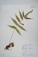 肢節蕨藏品圖，第1張