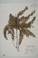 扇葉鐵線蕨藏品圖，第1張