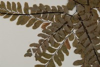 扇葉鐵線蕨藏品圖，第3張