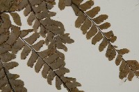 扇葉鐵線蕨藏品圖，第4張