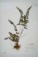 圓葉陵齒蕨藏品圖，第1張