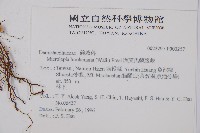 虎克氏鱗蓋蕨藏品圖，第2張