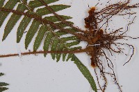 虎克氏鱗蓋蕨藏品圖，第3張