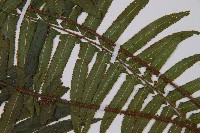 虎克氏鱗蓋蕨藏品圖，第4張