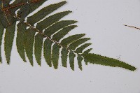 虎克氏鱗蓋蕨藏品圖，第5張