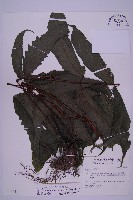 花蓮三叉蕨藏品圖，第1張