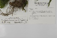 花蓮三叉蕨藏品圖，第2張